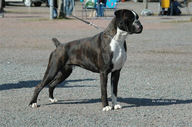 Ugo du cos lavigerie