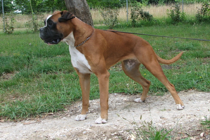 Eaque du cos lavigerie