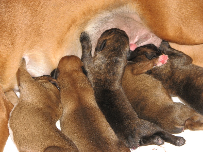 Chiot Boxer du cos lavigerie